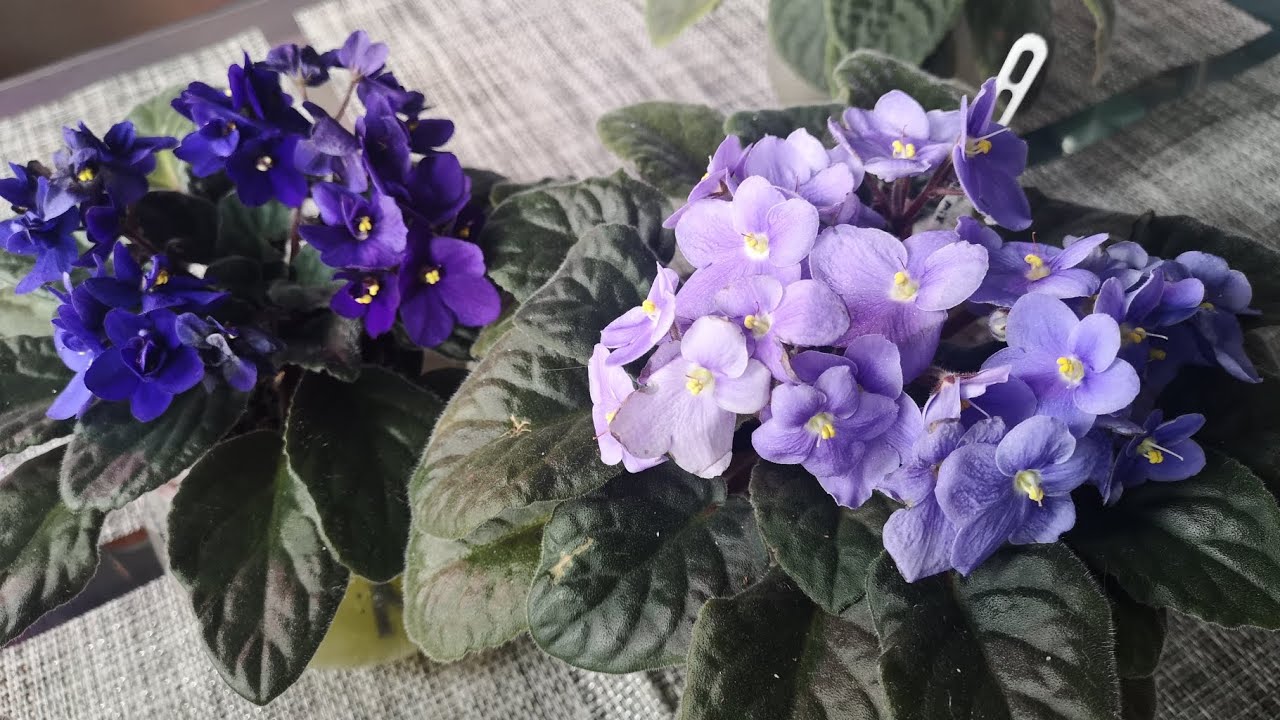 Квітникарі розповіли, як зробити натуральний стимулятор для цвітіння фіалок