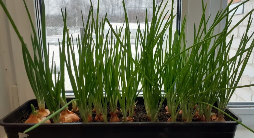 Ніяких покупок: ось як я усі 365 днів маю свіженьку цибулю з підвіконня – 2 перевірені часом способи 