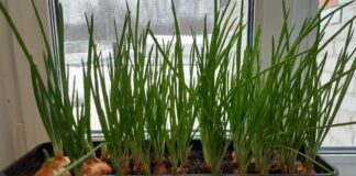 Городники назвали 2 простих способи, які допоможуть отримати свіжу зелень удома