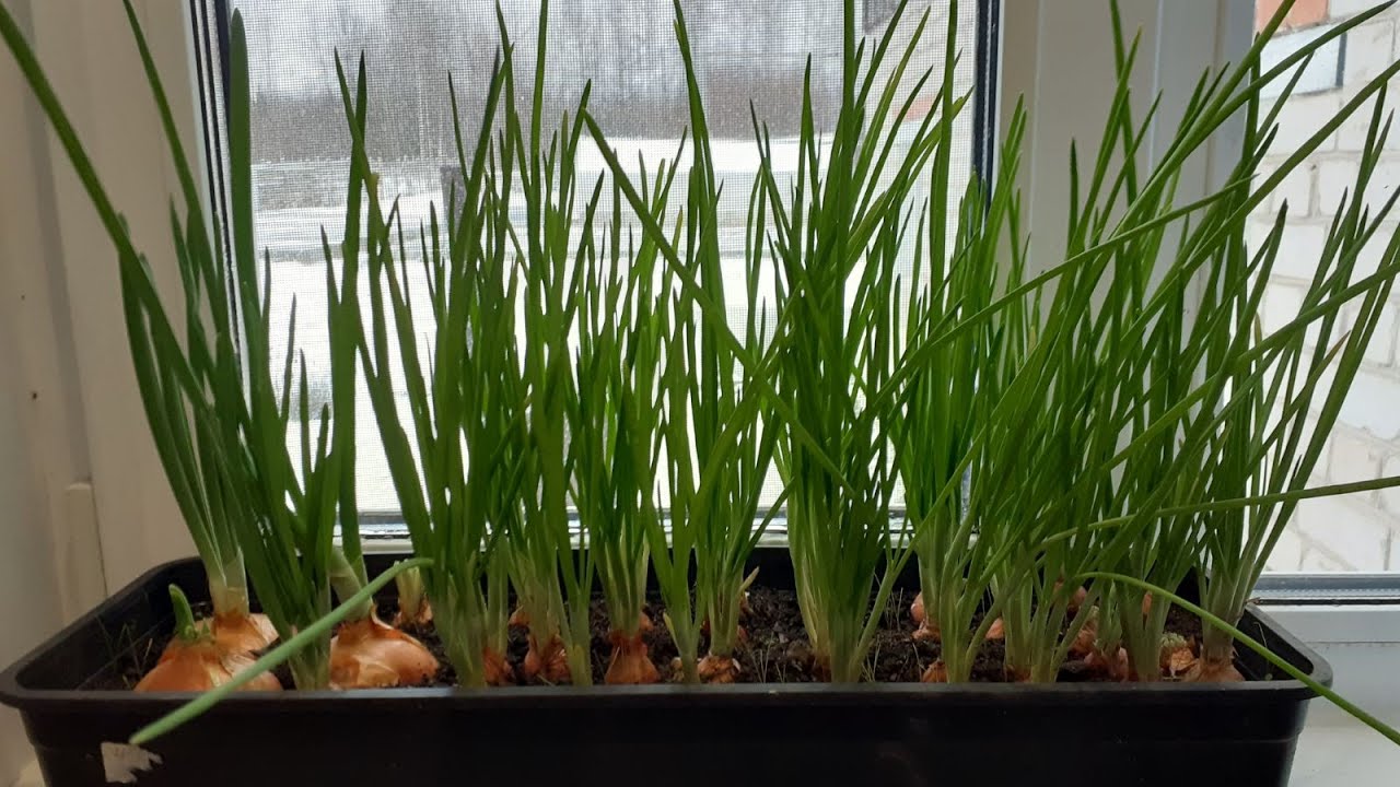 Городники назвали 2 простих способи, які допоможуть отримати свіжу зелень удома