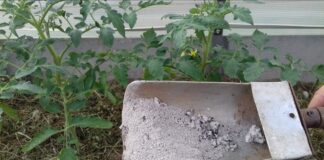 Агрономи назвали 4 дієві способи, як правильно використовувати золу на ділянці