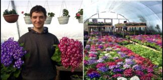 Садівники розповіли, які однорічні та багаторічні квіти можна посіяти в грудні