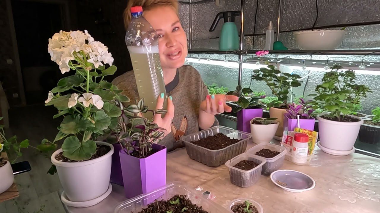 Садівники розповіли, які однорічні та багаторічні квіти можна посіяти в грудні