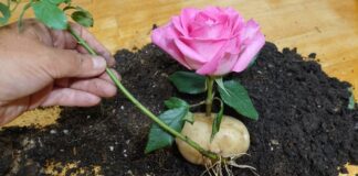 Садівники розповіли, чому живці троянд чорніють уже за 3 дні та як це зупинити