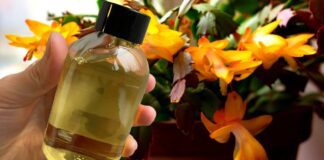 Квітникарі назвали простий настій, який подарує довготривале цвітіння декабриста