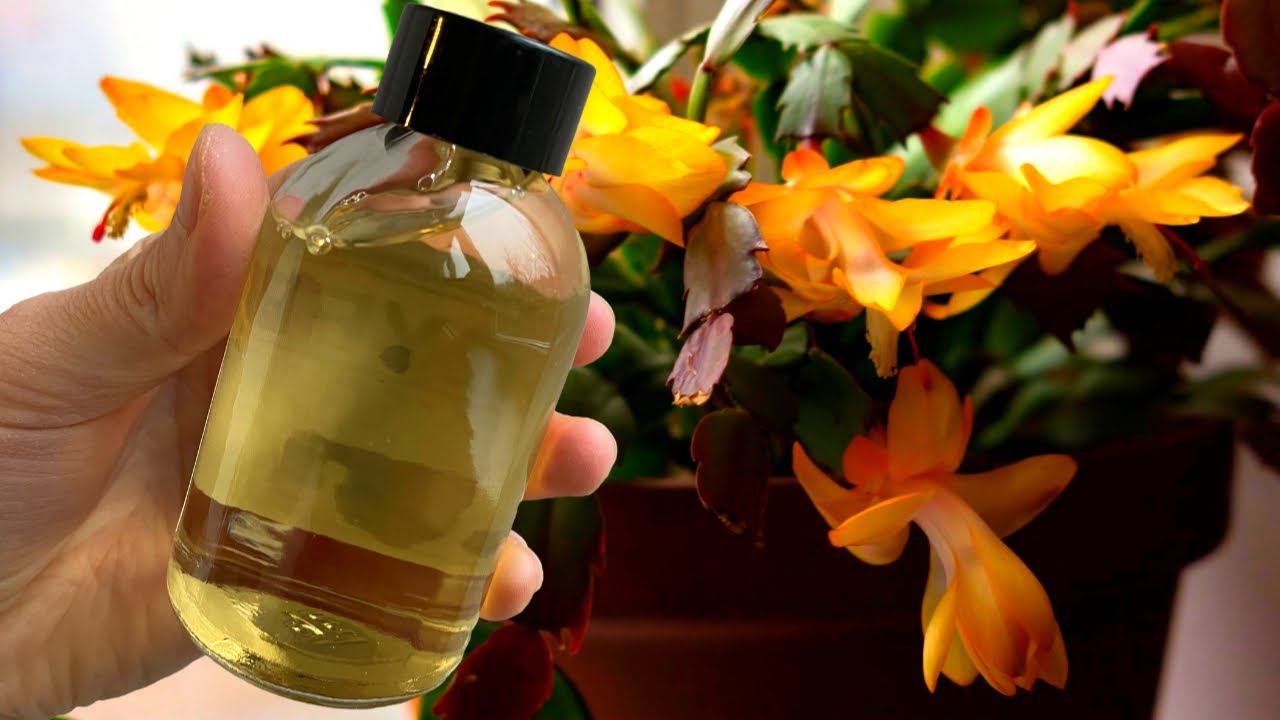 Квітникарі назвали простий настій, який подарує довготривале цвітіння декабриста