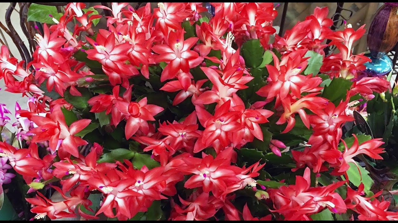 Квітникарі назвали простий настій, який подарує довготривале цвітіння декабриста