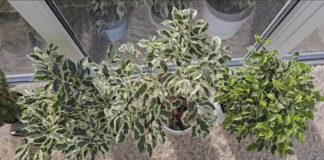 Фахівці розповіли, як додати декоративності фікусу Бенджаміна одним підживленням