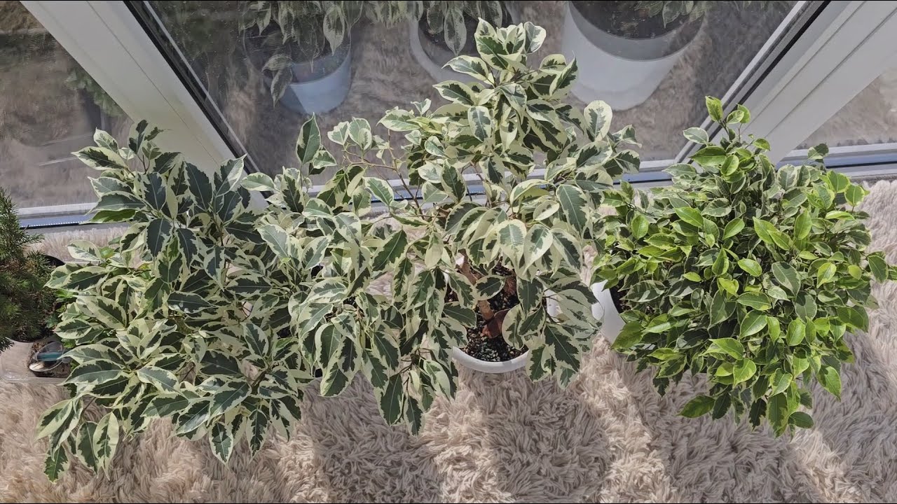 Фахівці розповіли, як додати декоративності фікусу Бенджаміна одним підживленням