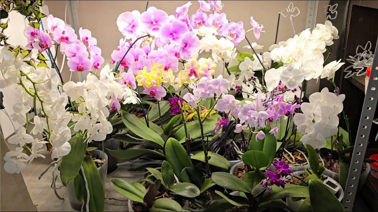 Квітникарі розповіли, чим підживити орхідею взимку для цвітіння та росту