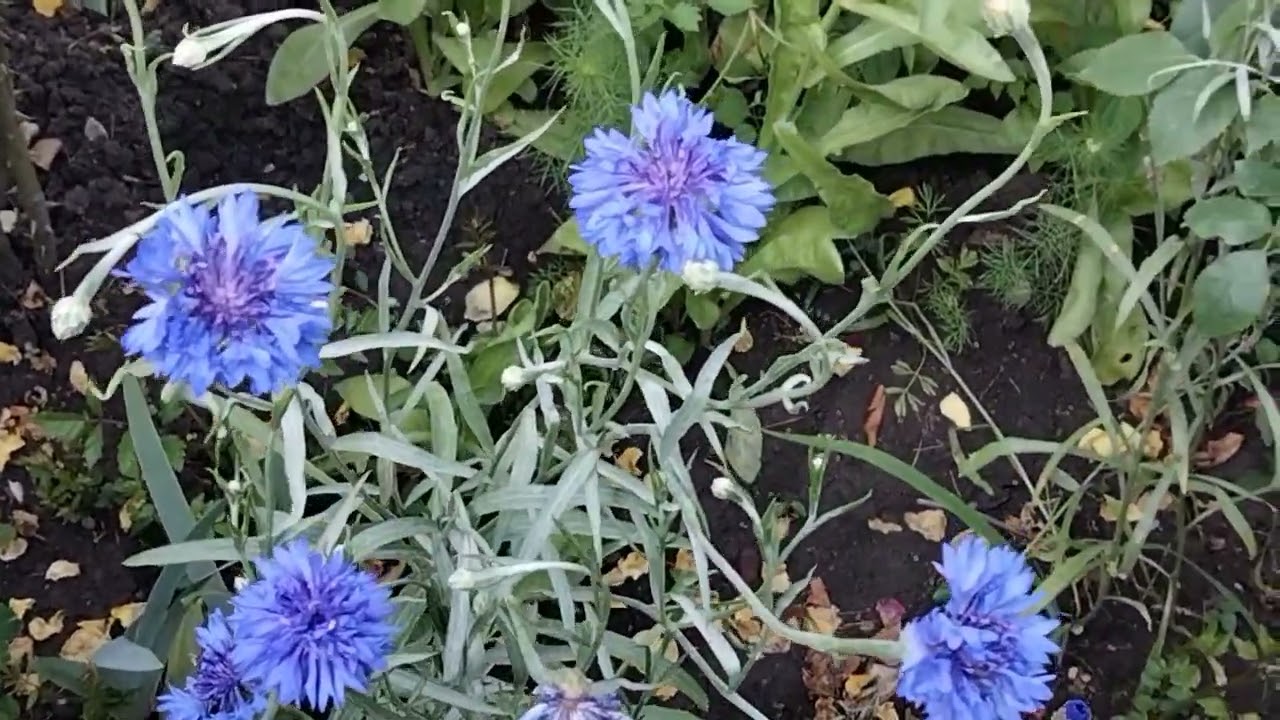 Досвідчені квітникарі назвали 5 блакитних невибагливих багаторічників для саду