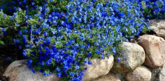 Досвідчені квітникарі назвали 5 блакитних невибагливих багаторічників для саду