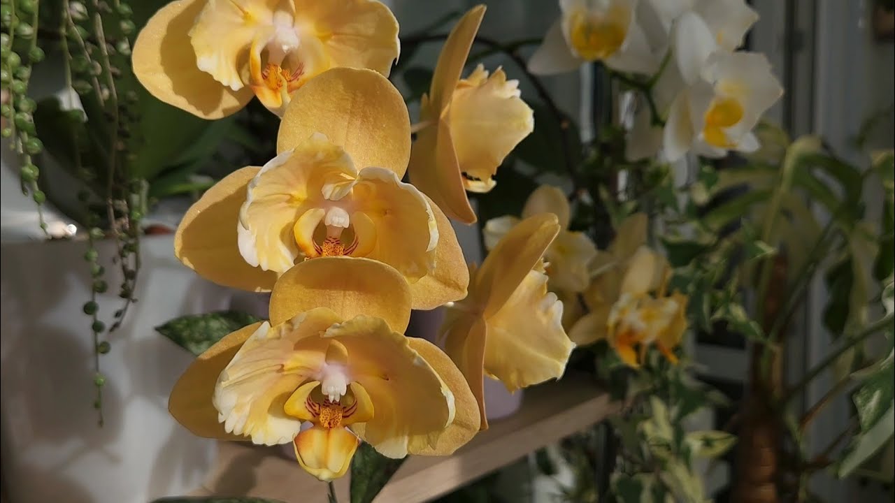 Квітникарі розповіли, чим підживити орхідею взимку для цвітіння та росту