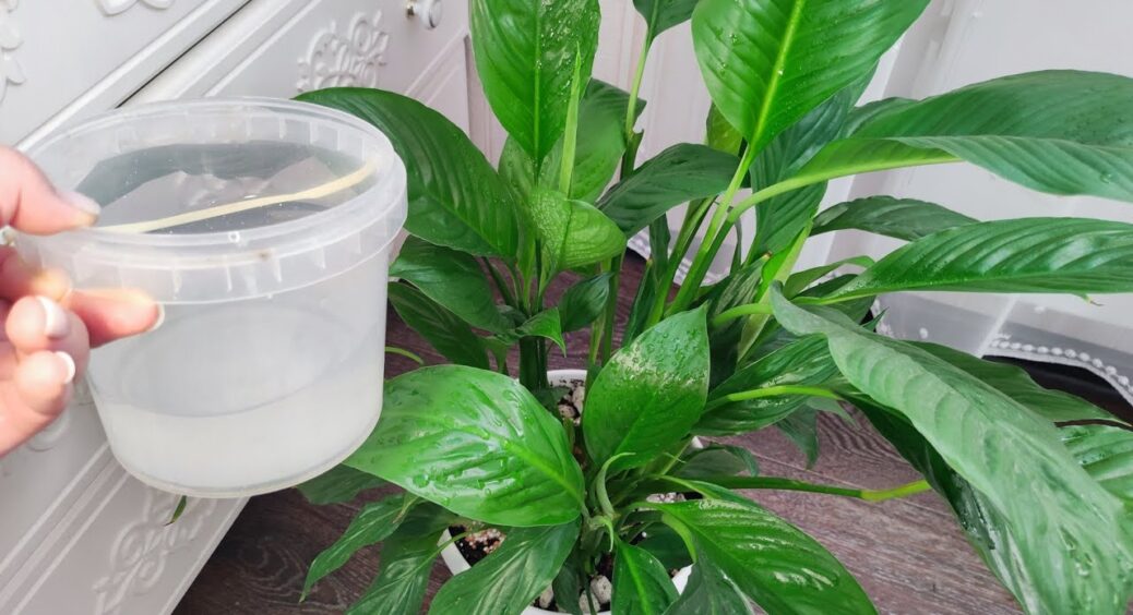 Для стимуляції пишного цвітіння спатифілума – терміново: беру 1 щіпку на 5 л води та поливаю по краю горщика 