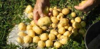 Агрономи назвали найкращий сорт ранньої картоплі	