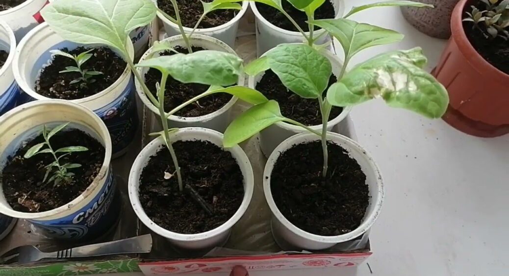 Гірчицю настоюю 5 днів – і розсада росте без хімії: 1 ложка меду запускає бродіння, а ефект на 10 з 10 