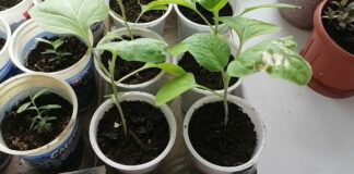 Городники розповіли, як самостійно зробити добриво для розсади