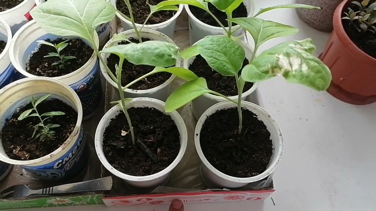 Садівники назвали 3 рослини, які можна посіяти на розсаду вже на початку січня