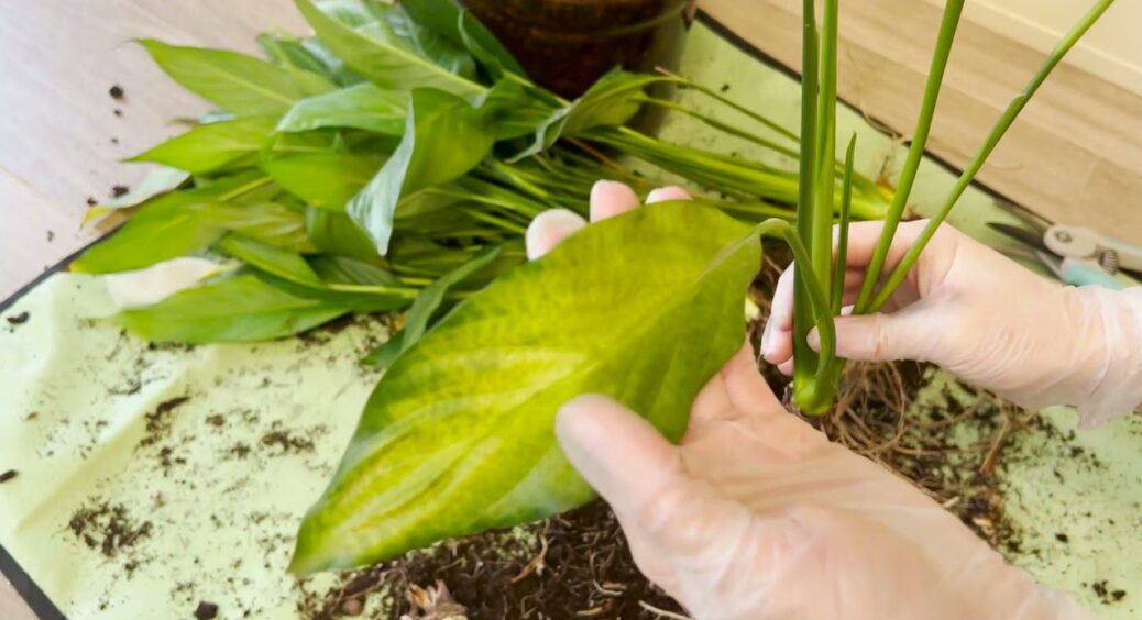 Пересаджуємо спатифілум правильно: ці 3 часті помилки гублять “жіноче щастя” – про ріст та цвітіння забудьте 