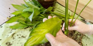 Квітникарі розповіли, як правильно пересадити спатифілум у горщик