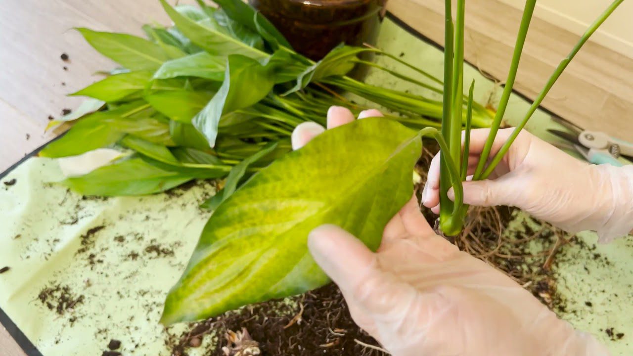 Квітникарі розповіли, як правильно пересадити спатифілум у горщик