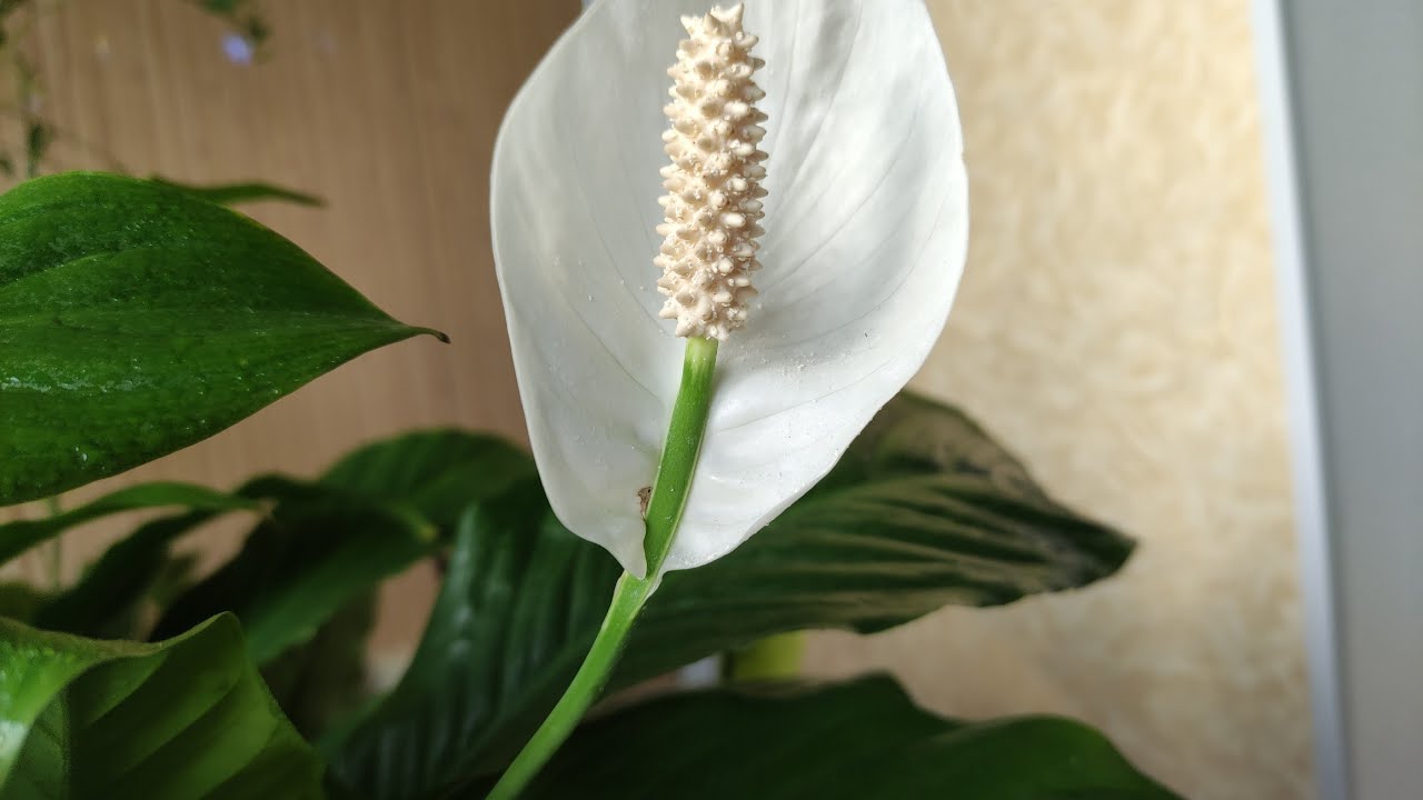 Квітникарі розповіли, як правильно пересадити спатифілум у горщик