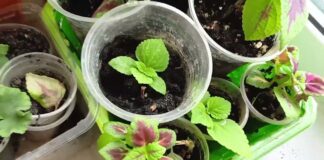 Садівники назвали 3 рослини, які можна посіяти на розсаду вже на початку січня