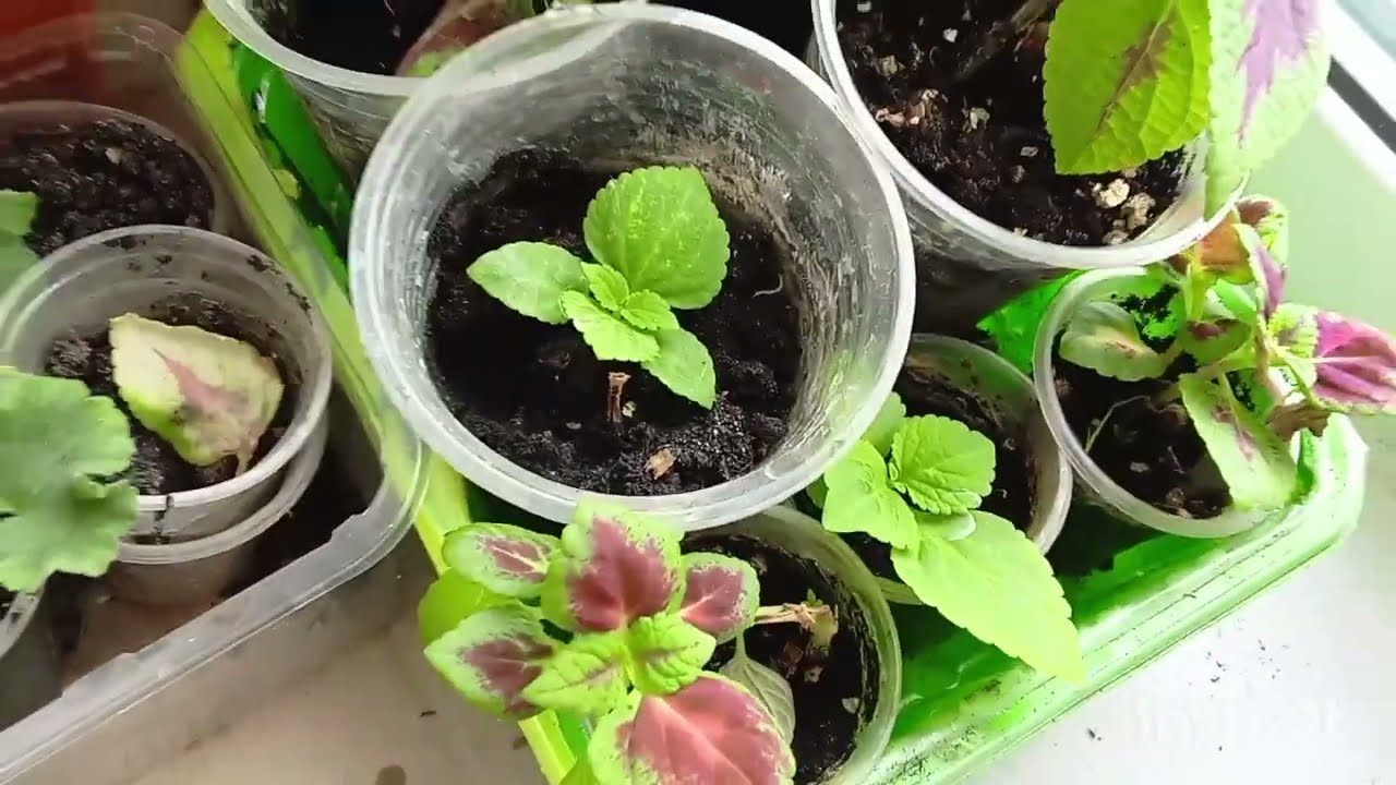 Садівники назвали 3 рослини, які можна посіяти на розсаду вже на початку січня