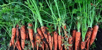 Городники поділилися секретами вирощування моркви