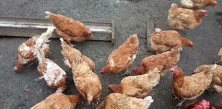 Господарі розповіли, як правильно скласти збалансований раціон для курей-несучок