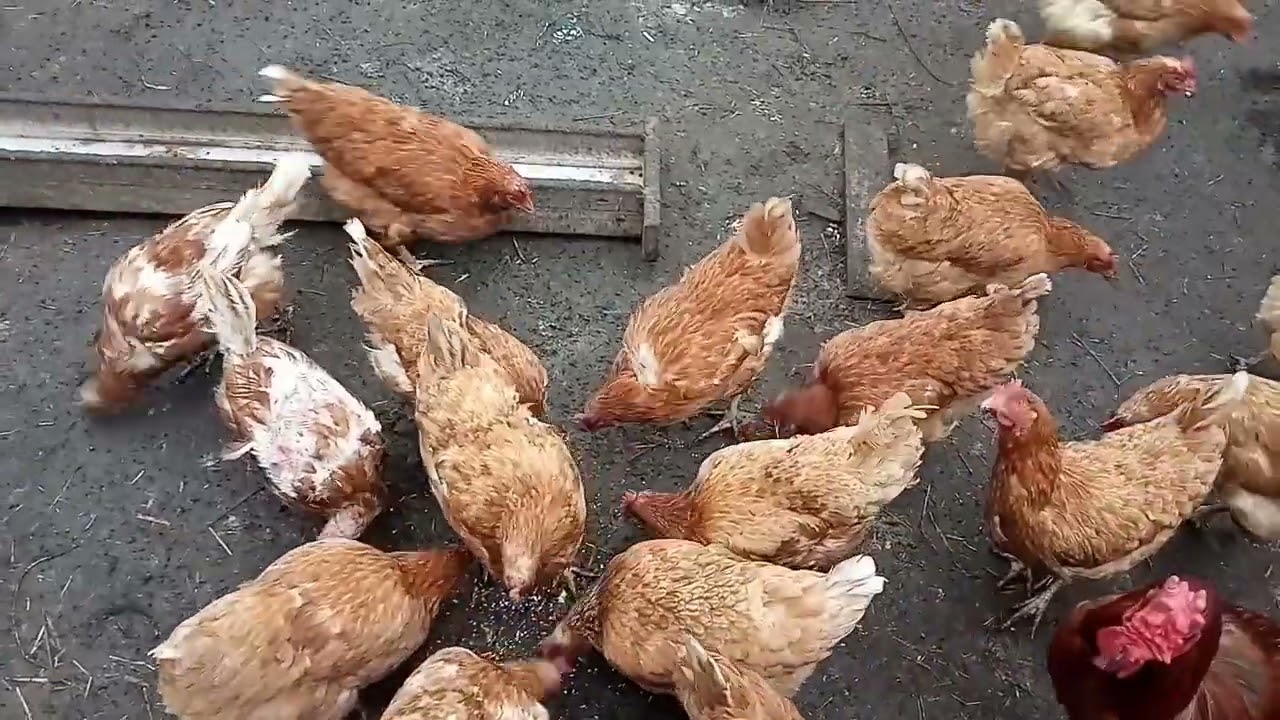 Господарі розповіли, як правильно скласти збалансований раціон для курей-несучок