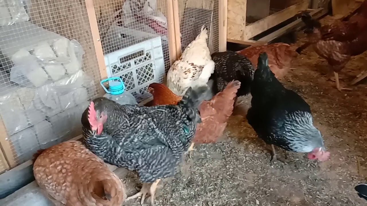 Господарі розповіли, як правильно скласти збалансований раціон для курей-несучок