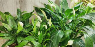 Квітникарі назвали спосіб чистки спатифілума