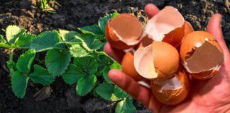 Агрономи розповіли, як із користю використовувати яєчну шкаралупу на городі