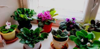 Квітникарі розповіли, як швидко й ефективно стимулювати цвітіння фіалки