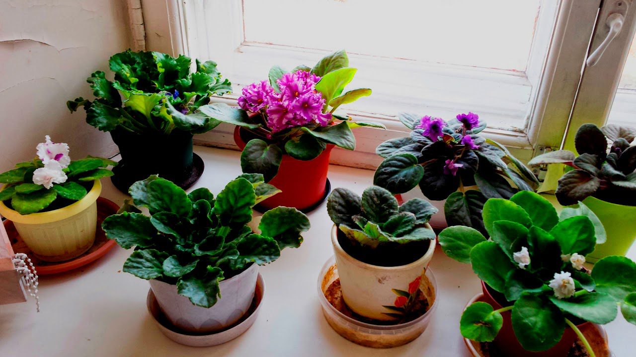 Квітникарі розповіли, як швидко й ефективно стимулювати цвітіння фіалки