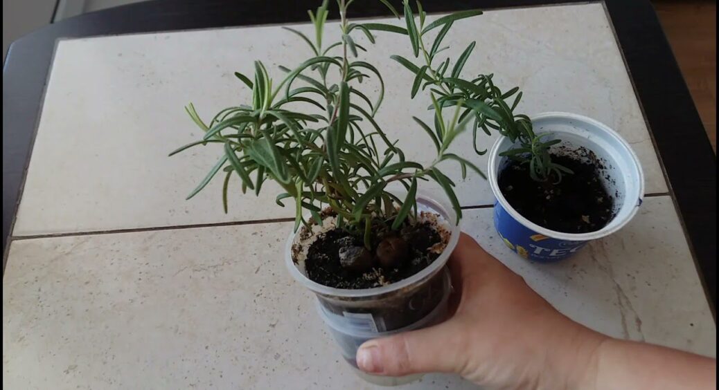 Розмарин в АТБ більше не купую – вдома на вікні вирощую: свіжа ароматна зелень усі 365 днів у рясному запасі 