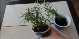 Садівники поділилися дієвими порадами щодо вирощування розмарину на підвіконні