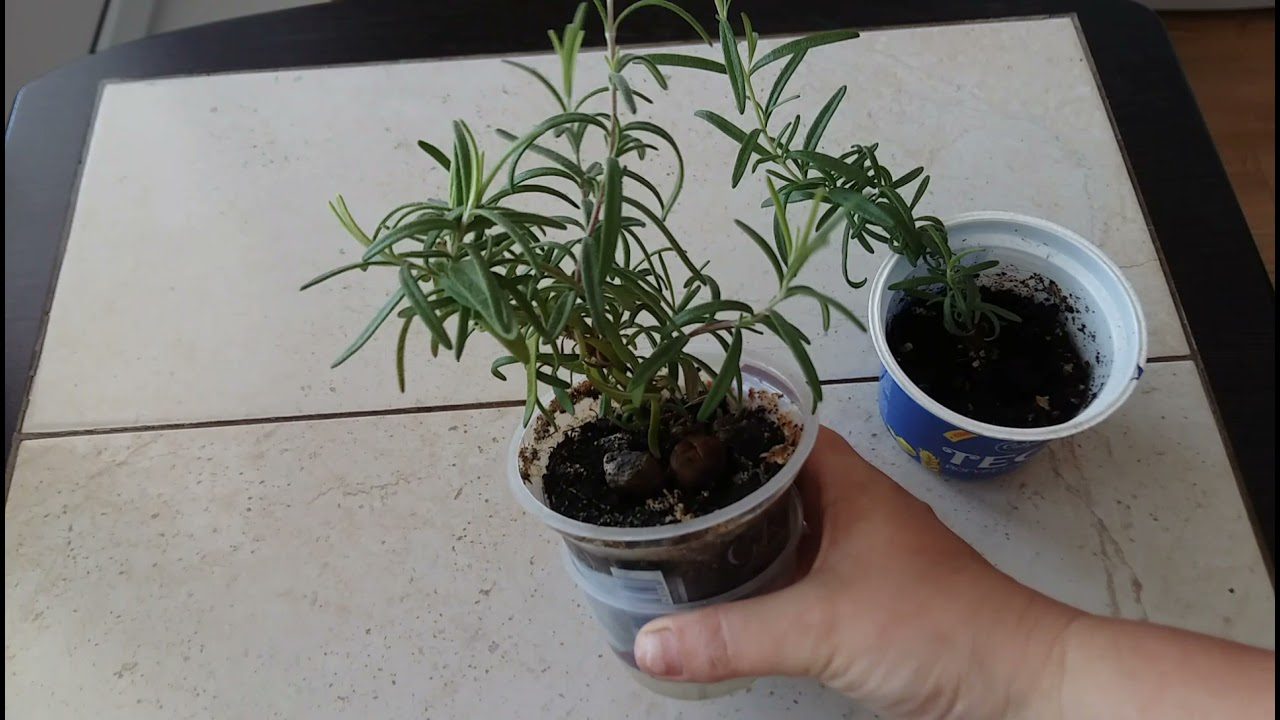 Садівники поділилися дієвими порадами щодо вирощування розмарину на підвіконні