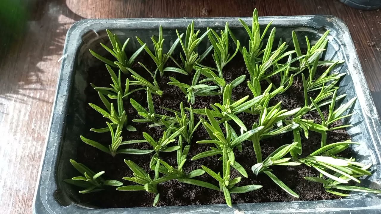Садівники поділилися дієвими порадами щодо вирощування розмарину на підвіконні