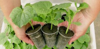 Агрономи розповіли, що варто купити в аптеці, щоб розсада була міцною і здоровою