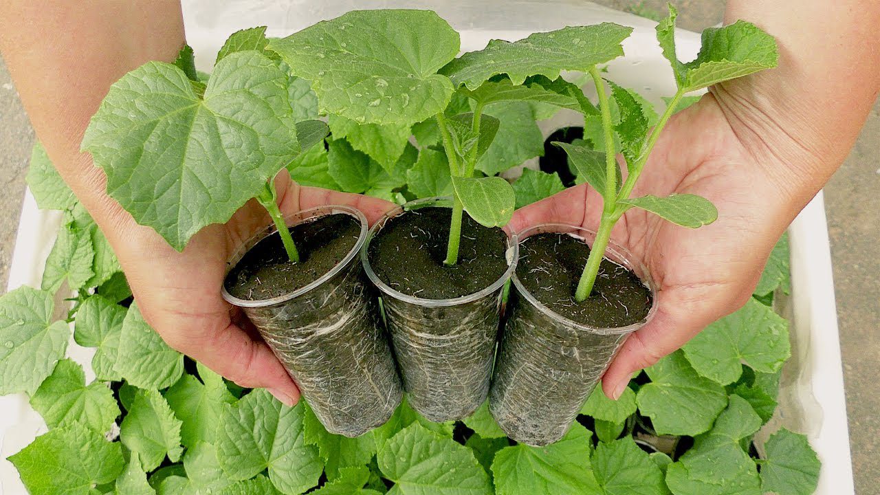 Агрономи розповіли, що варто купити в аптеці, щоб розсада була міцною і здоровою