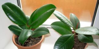 Як допомогти фікусу наростити зелену масу