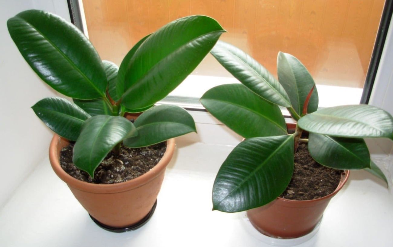 Як допомогти фікусу наростити зелену масу