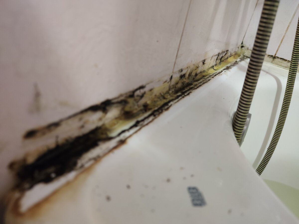 Експерти розповіли, як позбутись від плісняви в домашніх умовах за допомогою простого засобу