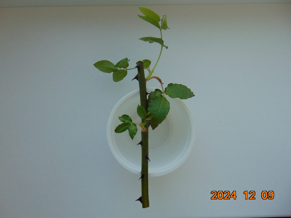 Експерти розповіли, як правильно зберігати живці, аби вони не гнили і не псувались взимку – поради