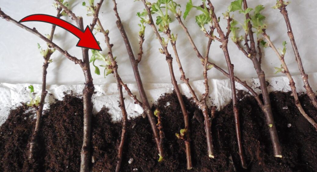 Живці більше не гниють і не сохнуть до весни: зберігаю їх так, як радив 73-річний агроном з роботи 