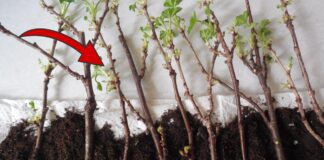 Як зберігати живці у домашніх умовах до весни