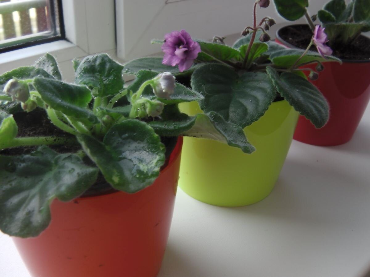 Садівники розповіли, як правильно поливати фіалки, аби вони довго та рясно цвіли без зупинки