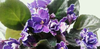 Як поливати кімнатну фіалку взимку